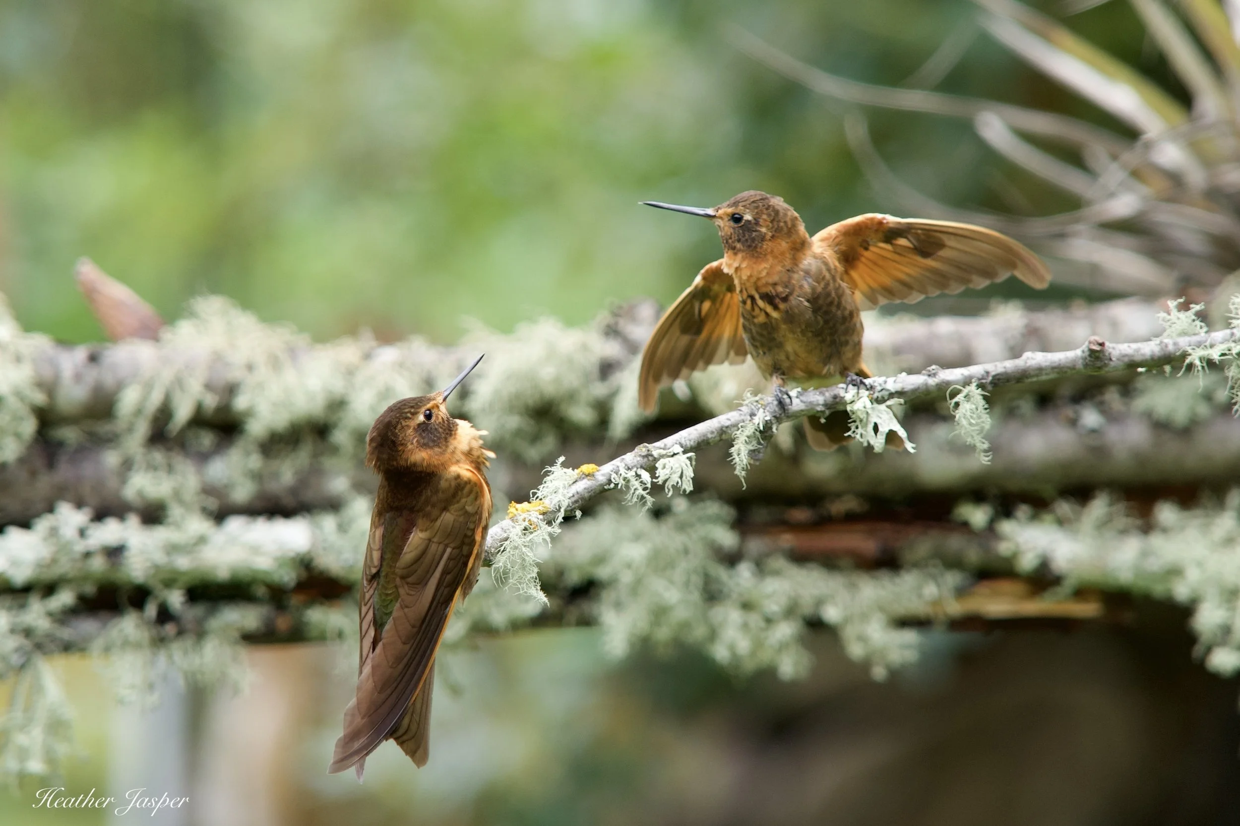Ensifera Hummingbird Gardens in the Sacred Valley, Peru — Heather